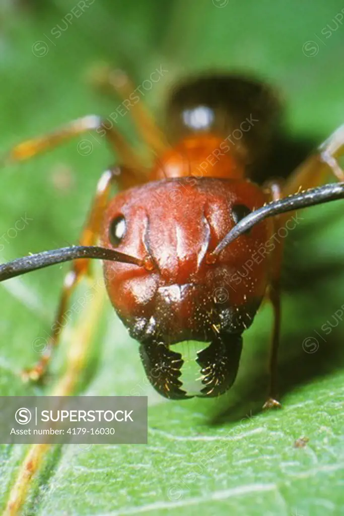 Red Carpenter Ant (Camponotus ferrugineus)