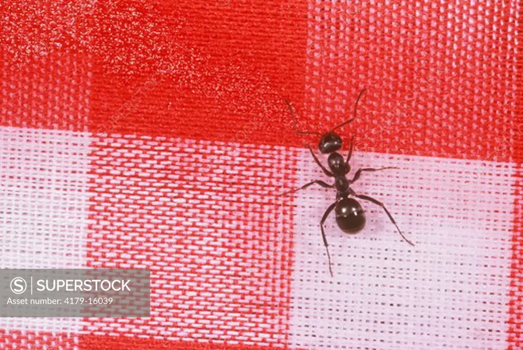 Carpenter Ant sipping Spill on Picnic Blanket, Emmet Co., MI (Formicidae)