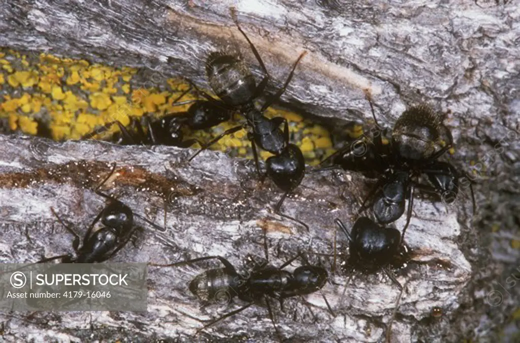 Black Carpenter Ants on Tree, Devil's Tower NM, WY