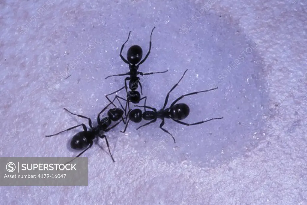 Black Carpenter Ants in Kitchen, Michigan, eating Sugar