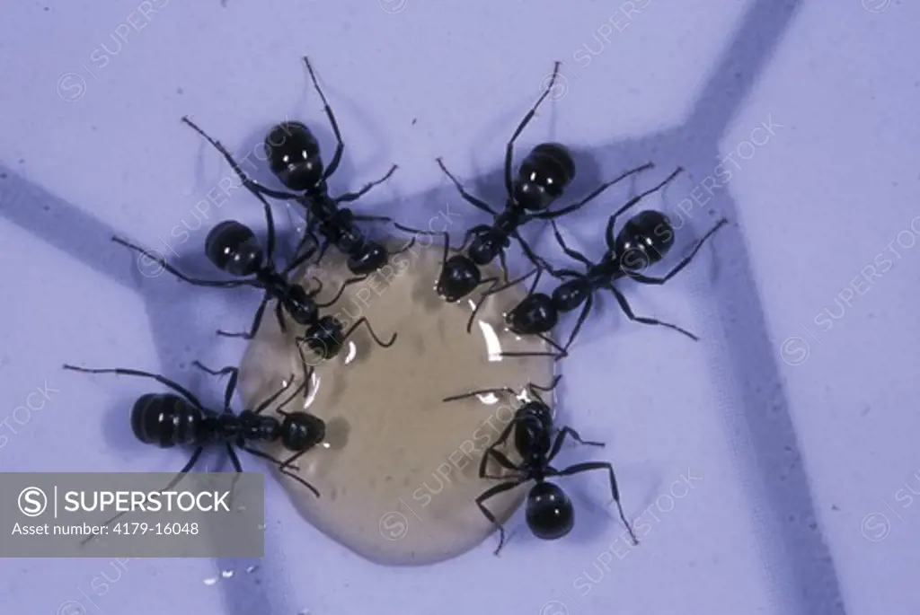Black Carpenter Ants on Floor, MI, six Ants drinking Spill