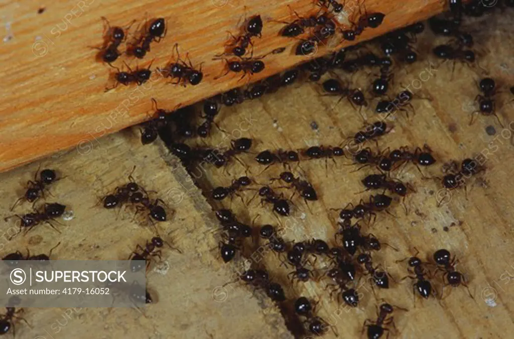 Ant Workers on Floor of House, family: Formicidae, Emmet Co., Michigan