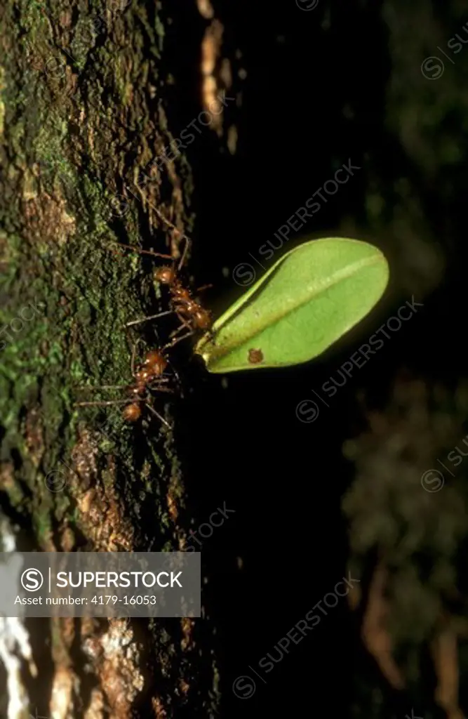 Leaf cutting Ants (Atta cephalotes) transporting a leaf.