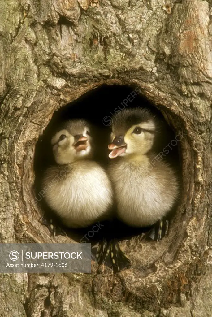 Baby Wood Ducks in Nest Hole (Aix sponsa) PA, East N.A., May