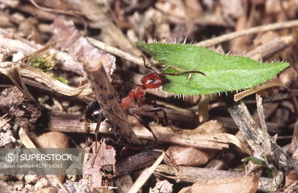 Allegheny mound ant worker - carrying leaf to mound (Formica exsectoides) Ithaca, NY