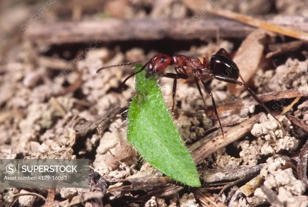 Allegheny Mound Ant worker - carrying leaf to mound (Formica exsectoides) Ithaca, NY