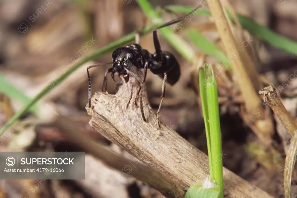 Allegheny Mound Ant worker moving stick on surface of mound (Formica exsectoides) Ithaca, NY