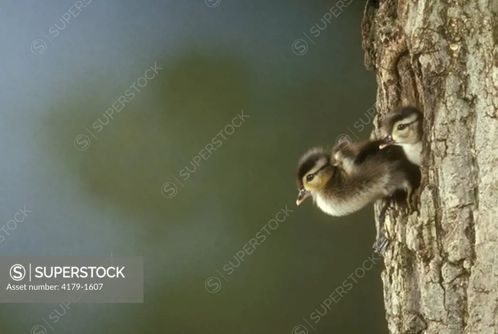 Wood Duck Baby Jumping from Nest  (Aix sponsa)  May Eastern NA/PA