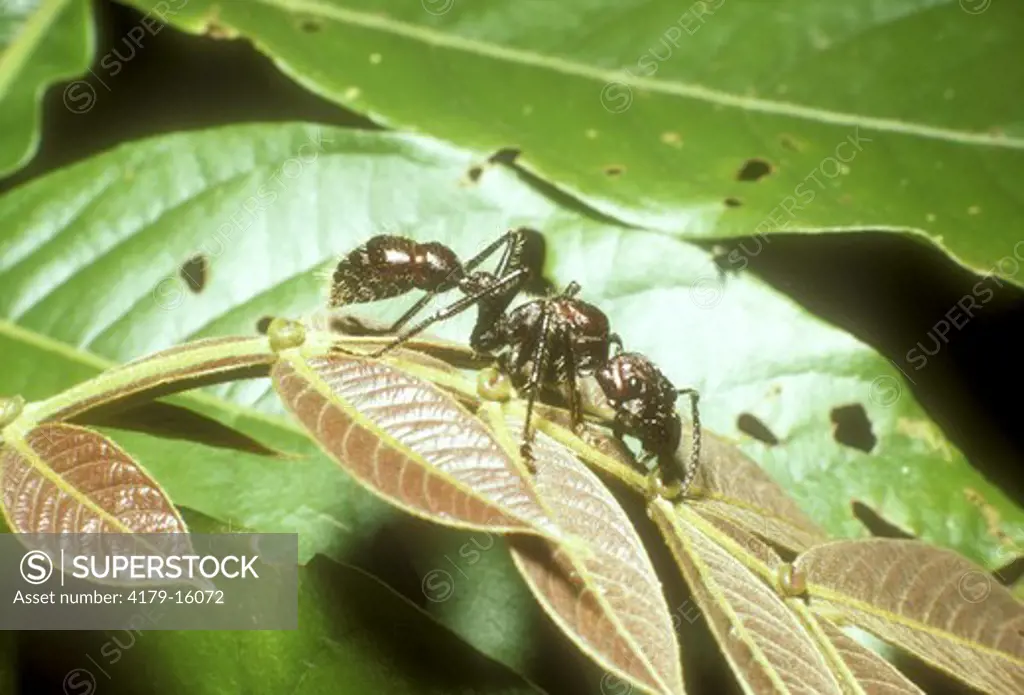 Giant Tropical Ant - SE Peru (Paraponera clavata) symbiotic exchange
