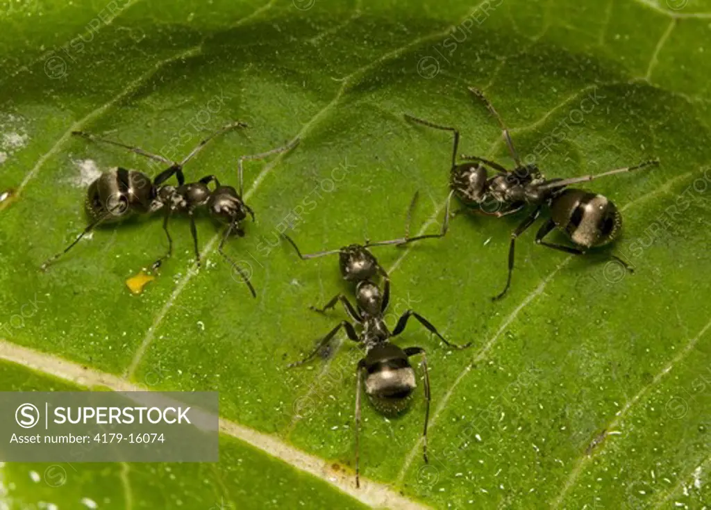 Black Carpenter Ant (Camponotus pennsylvanicus) on milkweed leaf; PA, Philadelphia, Schuylkill Center