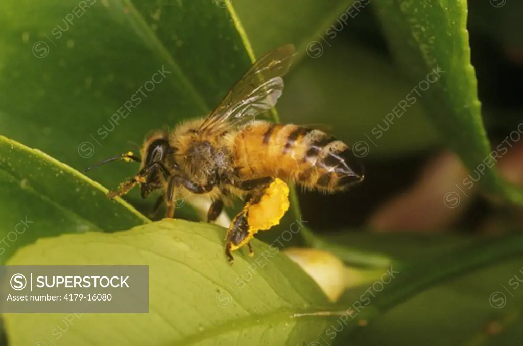 Honeybee (Apis mellifera) loaded w/ Pollen lifts off a Leaf