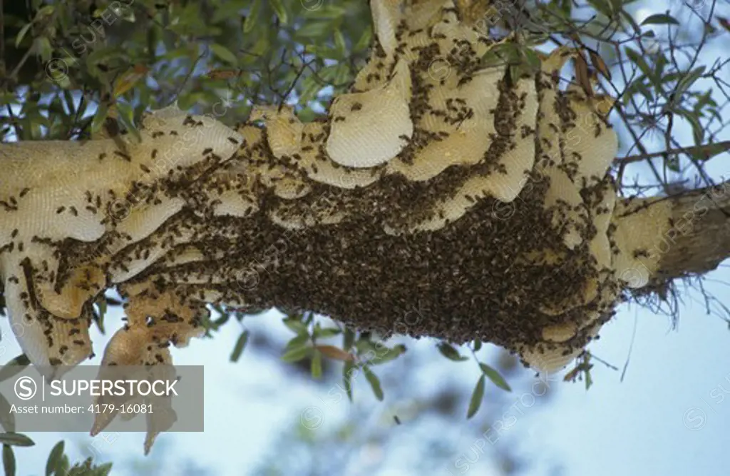 Wild Honeybee Colony in Tree (Apis mellifera) Florida