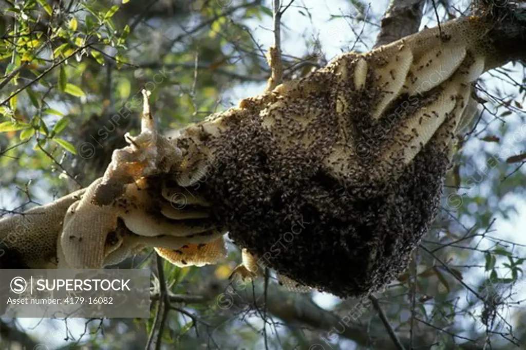 Honeybee Colony in Tree (Apis mellifera) Florida