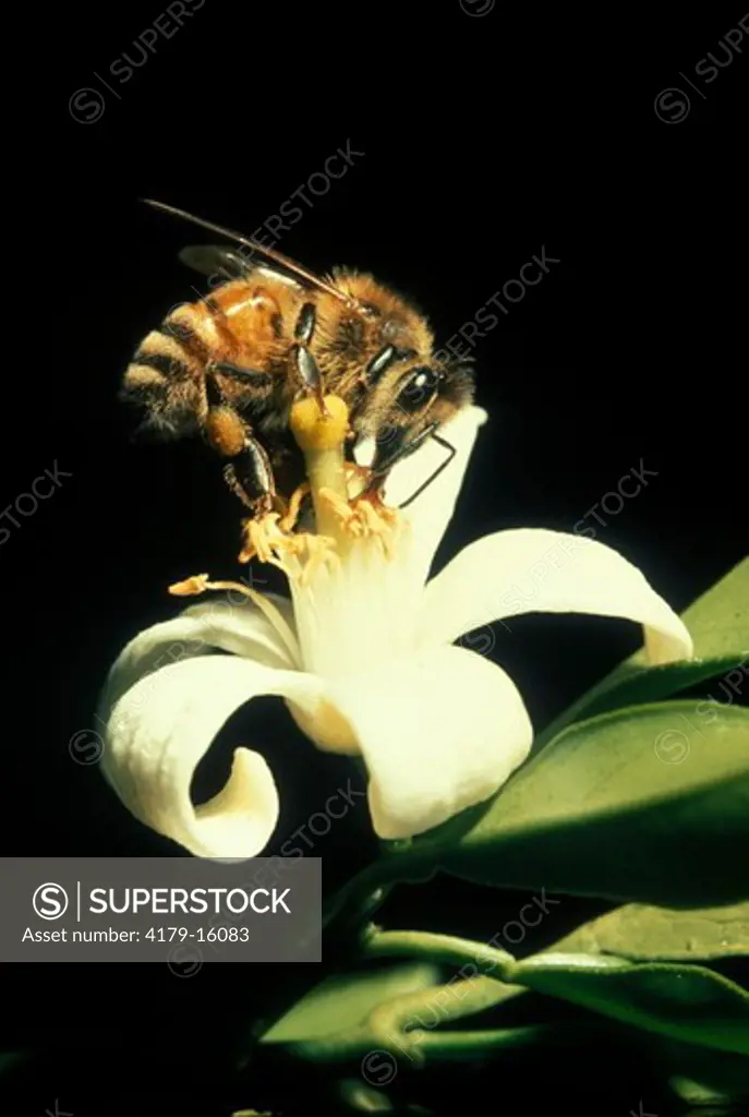 Honeybee on Orange Blossom (Apis mellifera)