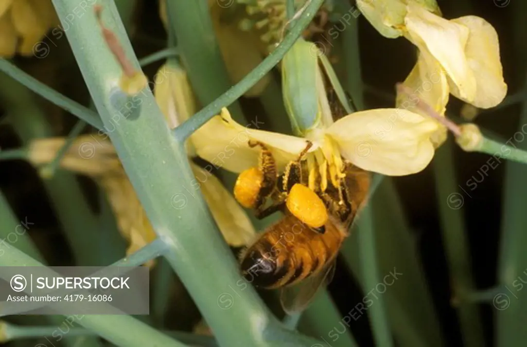 Honey Bee on Broccoli Blossom (Apis mellifera)