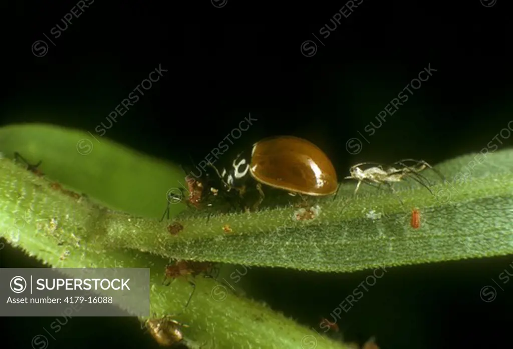 Lady Bug Beetle Feeding on Aphids (Coccinellidae)