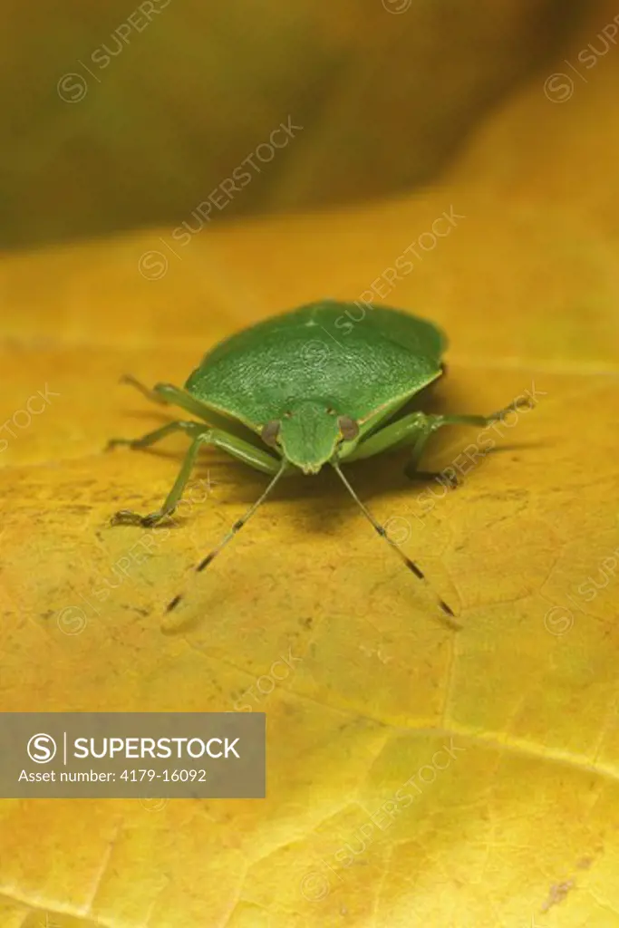 Green Stink Bug (Acrosternum hilare)