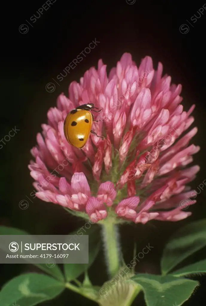 Ladybug Beetle, fam: Coccinellidae on Red Clover