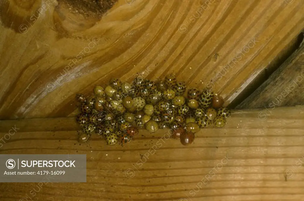 Ladybug Beetles hibernating under floor boards in house, fam: Coccinellidae