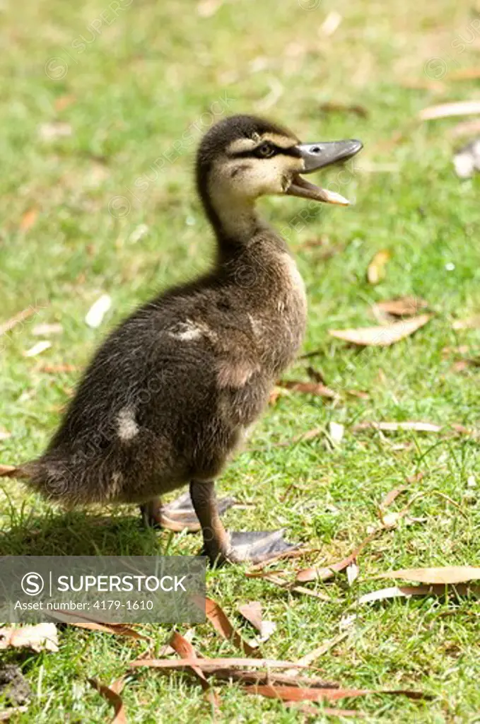 Pacific Black Duck (Anas superciliosa) Duckling quacking, Bruny Island, Tasmania, Australia, March, A large group of ducks live at the Adventure Bay Holiday Park
