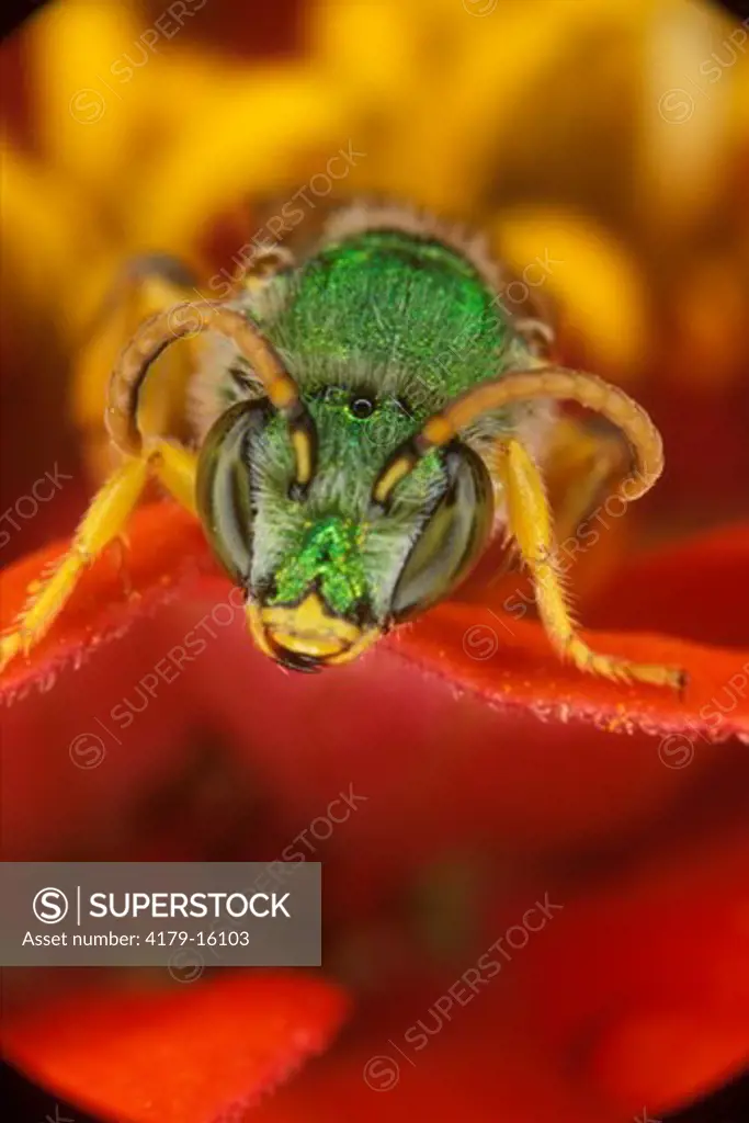 Bee: Augochlora Green Metallic (Augochlora sp.)