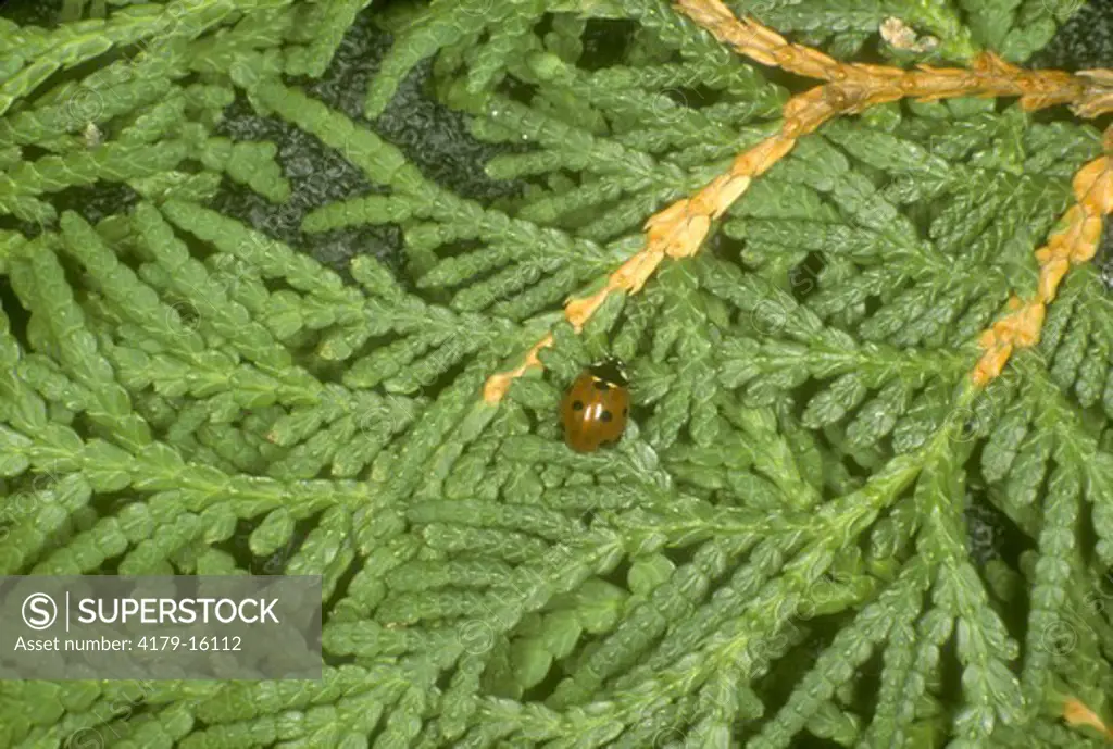 Seven-spotted Ladybird Beetle (Coccinella septempunctata)