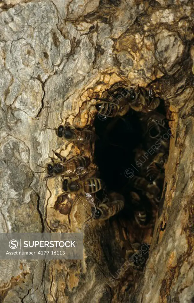Honey Bees (Apis mellifera)