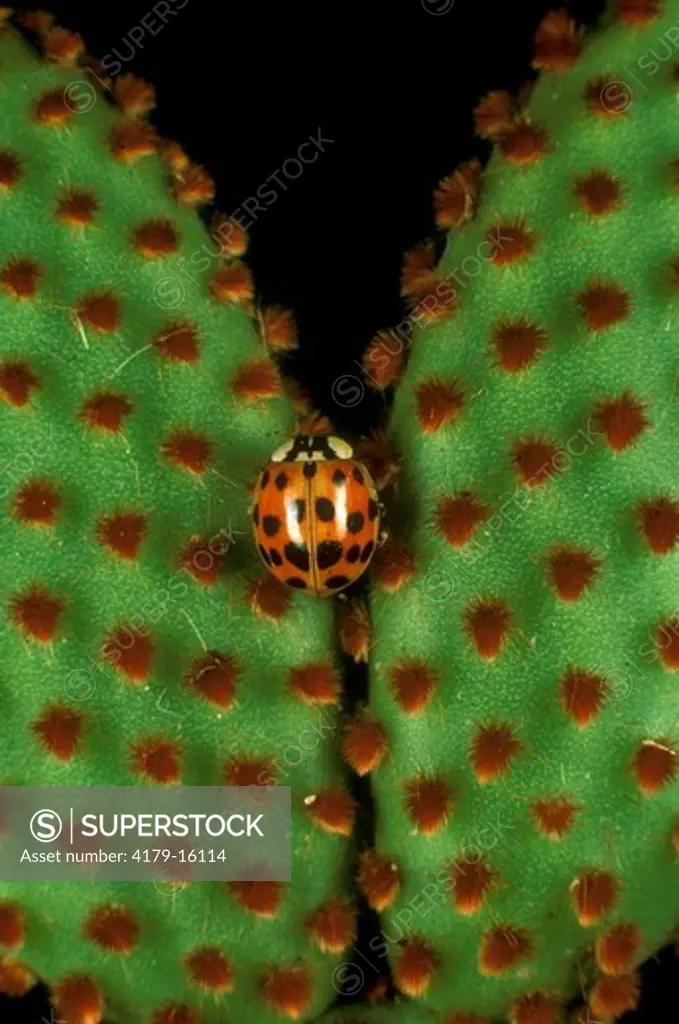 Ladybug Beetle on Cactus Leaf, fam.: Coccinellidae