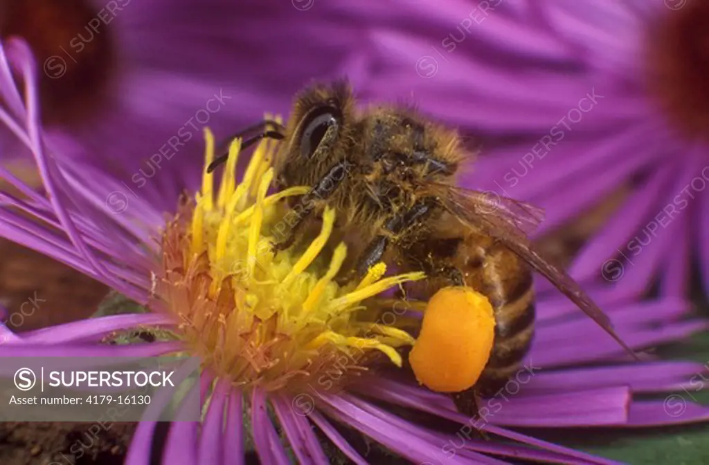Honey Bee with Pollen Sack (Apis mellifera)