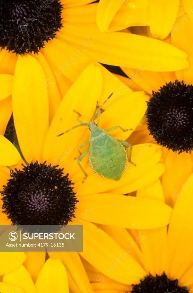 Green Bug nymph on Black-eyed Susan