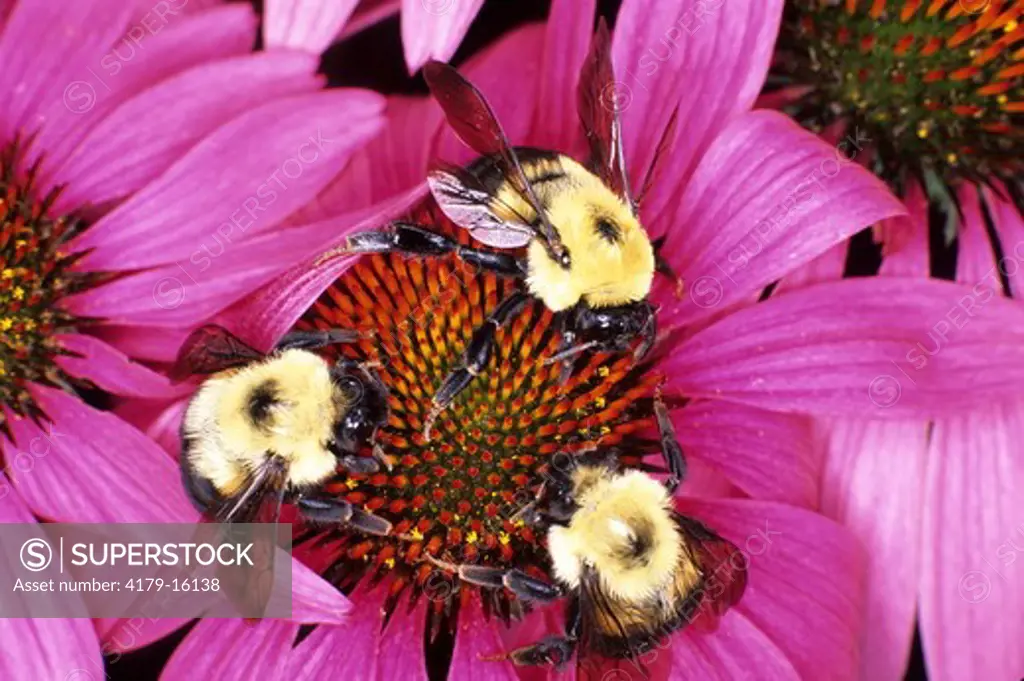 Bumble bees nectaring on Purple Coneflower