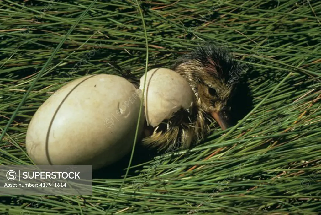 Gadwall Duckling Hatching (Anas strepera) Barnegat Bay, NJ