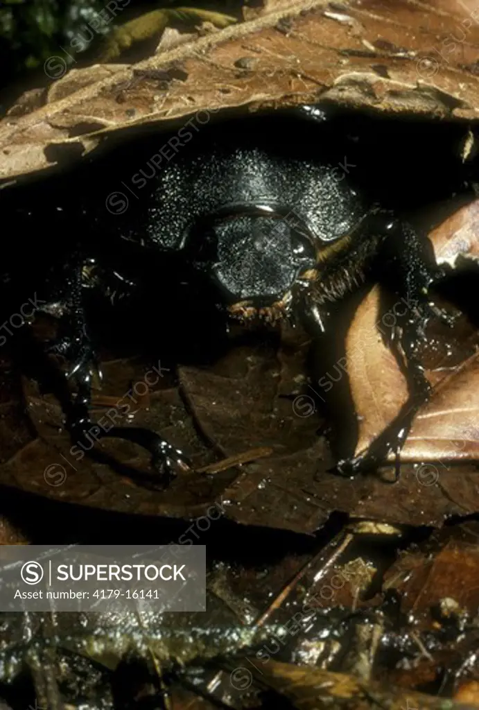 Rhinoceros Beetle (Megasoma elephas) Female Costa Rica/C.A.