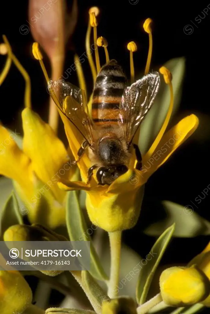 Honey Bee on Bladder Bush