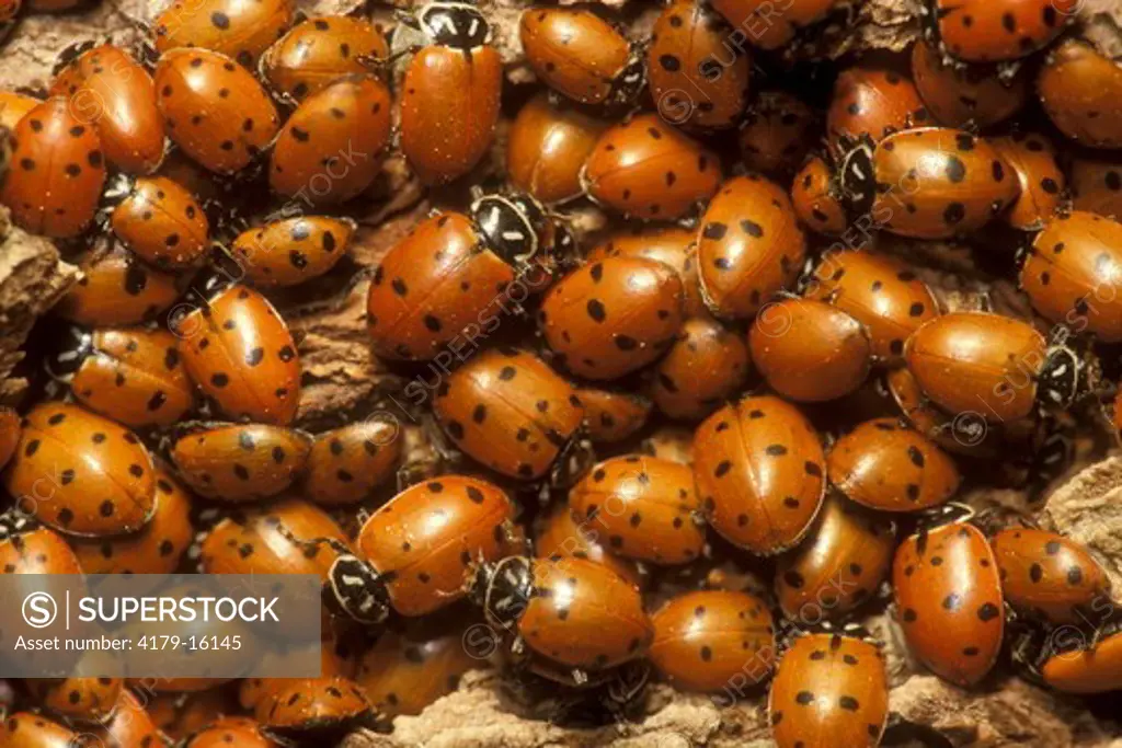 Convergent Ladybug Beetles (Hippodamia convergens) Arizona
