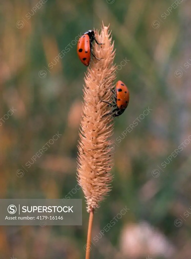 Ladybugs (Coleoptera: Coccinellidae) Rocky Mountain NP, Colorado
