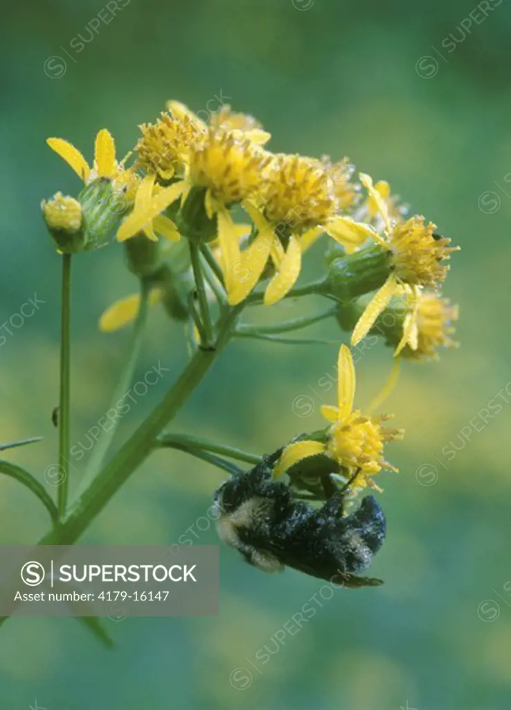 Bumblebee, dew covered, on Dandelion, Mt. Rainier N.P., WA