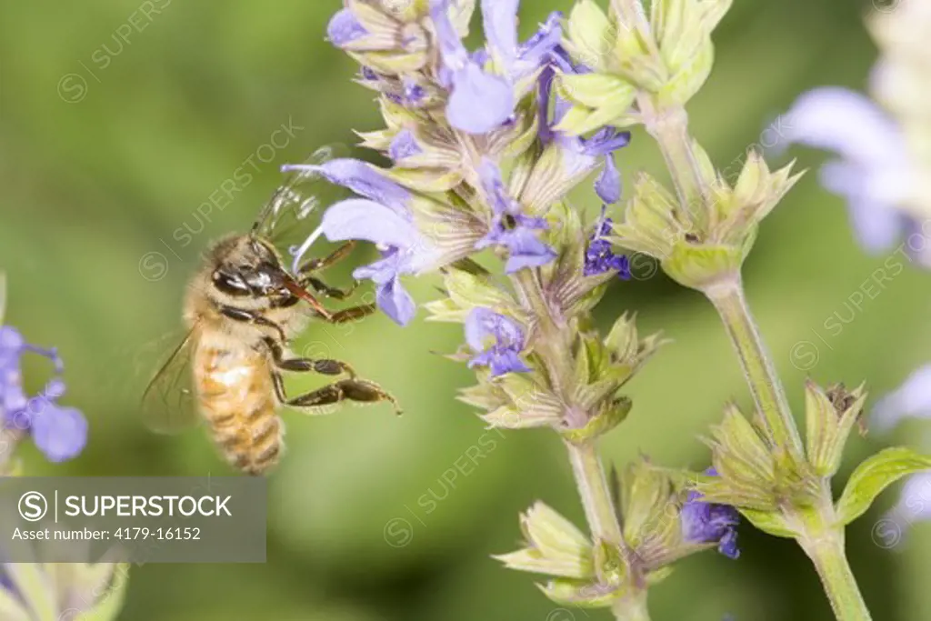 Honey Bee (Apis mellifera) flies from garden flower. Boone County, Missouri, 5 October 2008