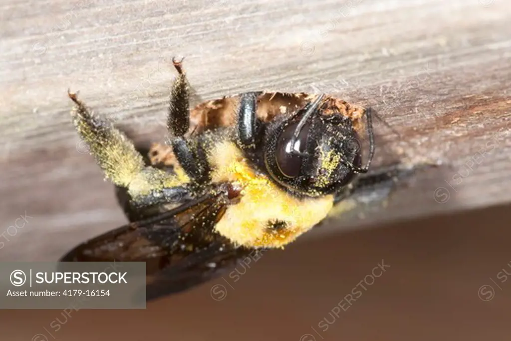Carpenter Bee (Xylocopa) digs nest hole in deck. Boone County, Missouri 12 May 2009