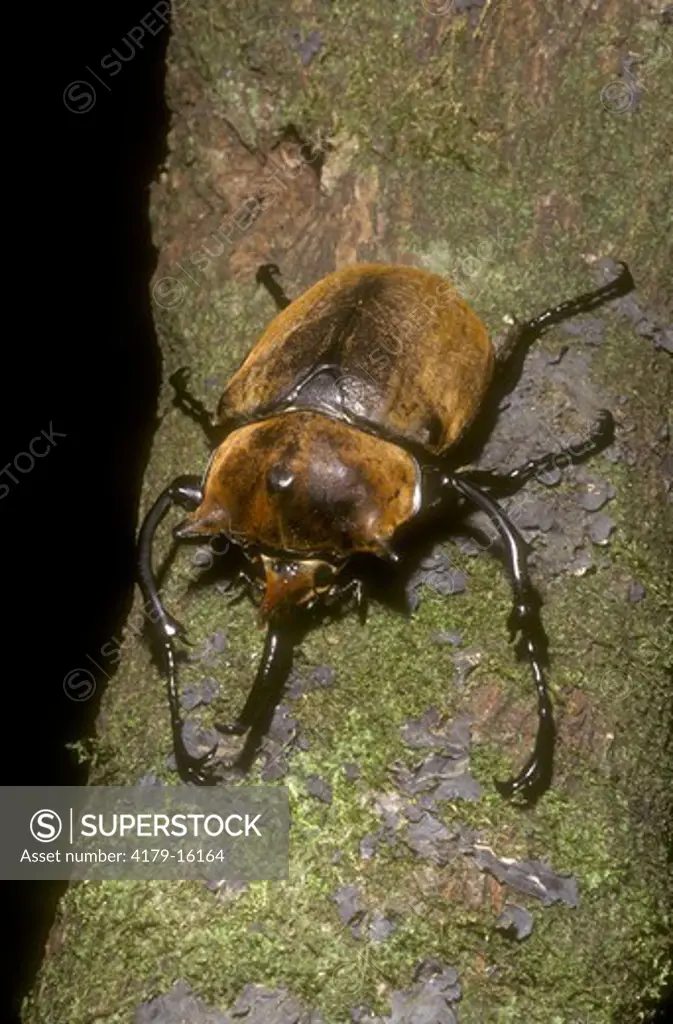 Rhinoceros Beetle (Megasoma elephas) Lowland Rainforest Costa Rica