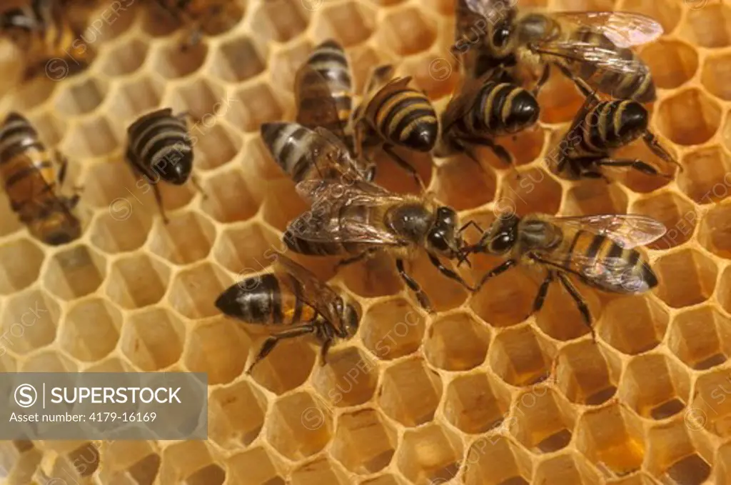 Honeybees at beehive (comb) Brazil