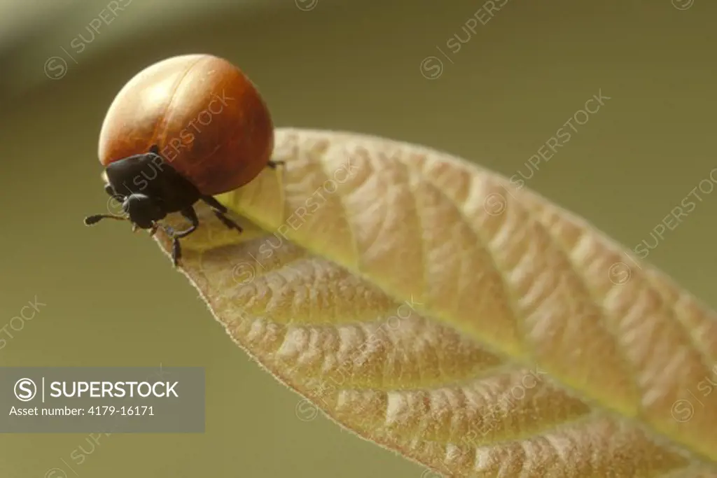Beetle - Coccinelidae Amazonas, Brazil