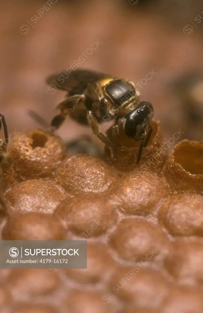 Sylvan Bee (Plebeia remota), Sao Paulo, Brazil