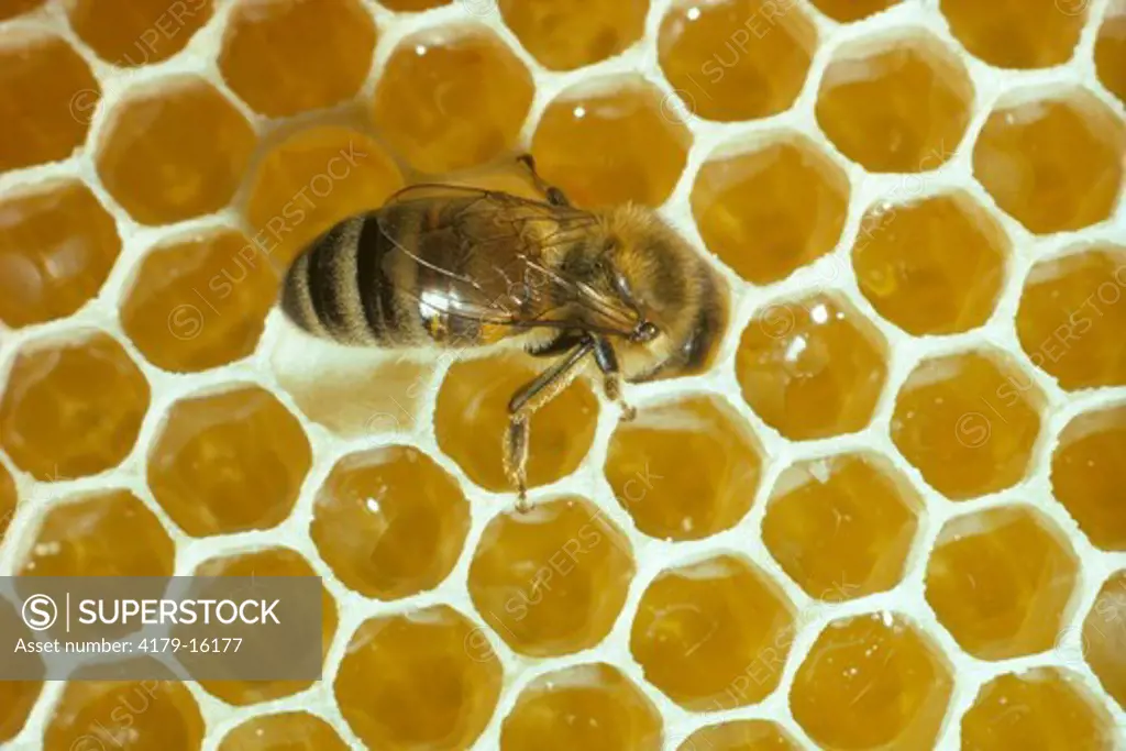 Honeybee  (Apis mellifera)  on Honeycomb,  California