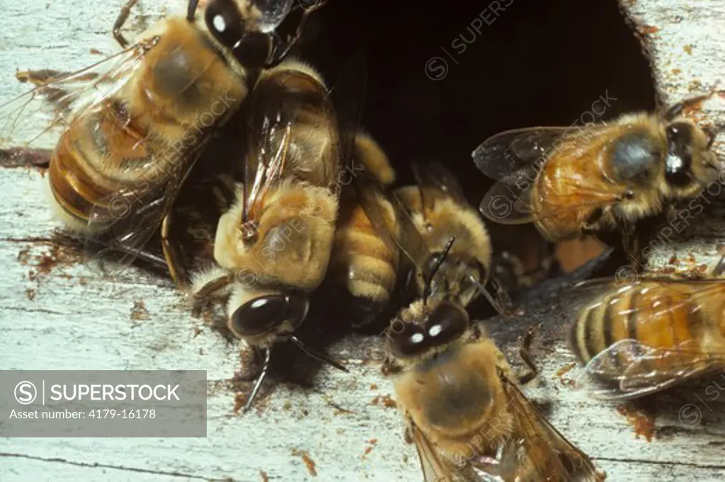 Honeybee Drones (Apis mellifera) CA