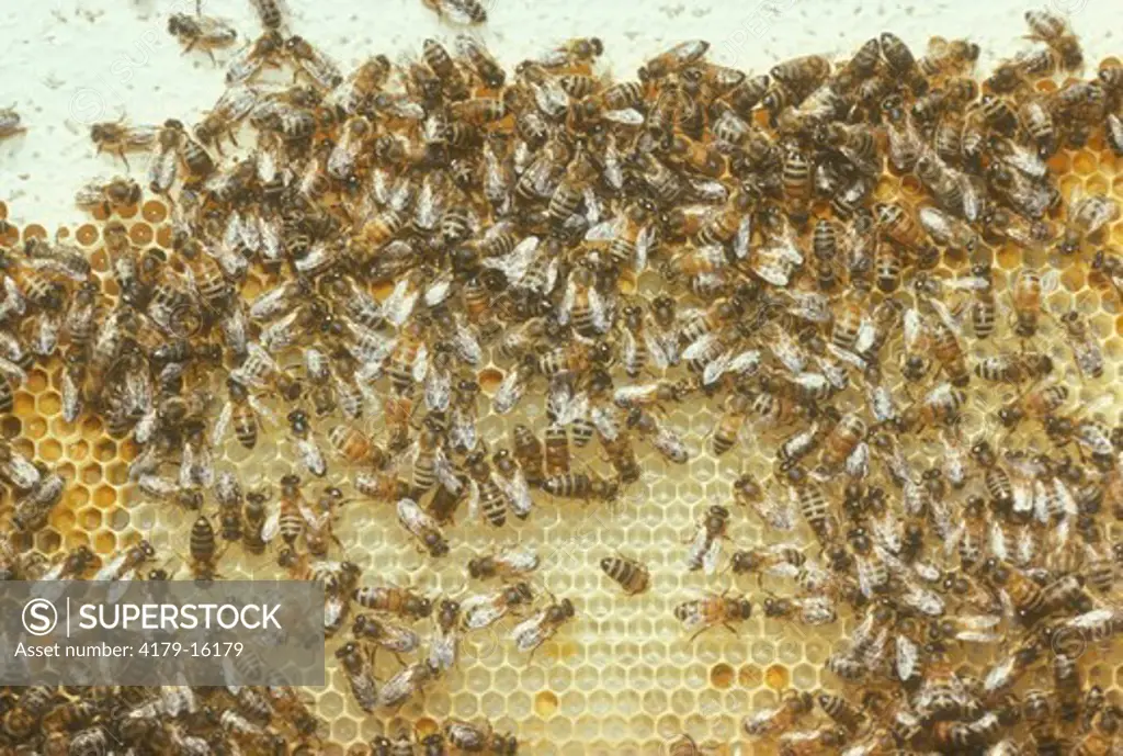 Honeybees on comb (Apis mellifera) California