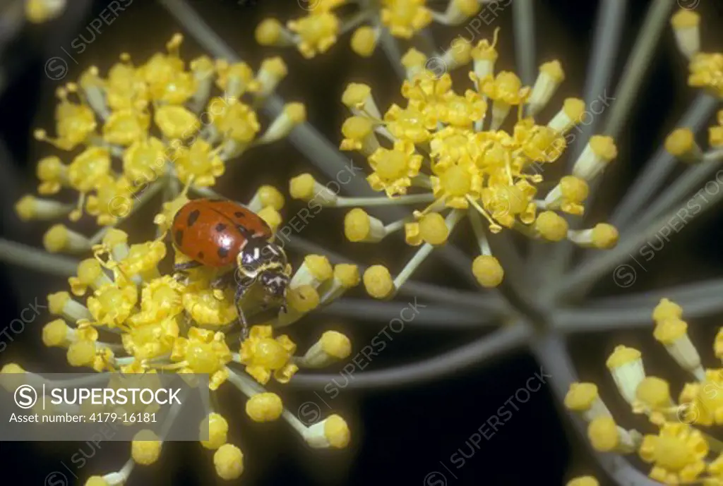 Ladybird Beetle (Coccinellidae), California