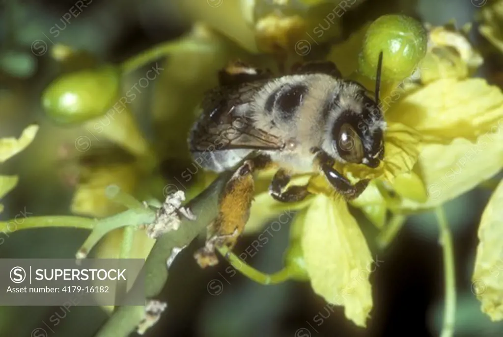 Solitary Bee Gathering Pollen (Centris pallida) Male/Coachella Valley, CA