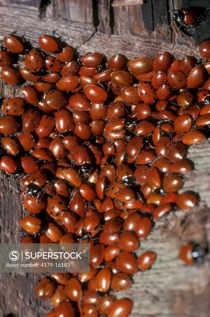 Ladybird Beetle Aggregation (Coccinellidae) CA