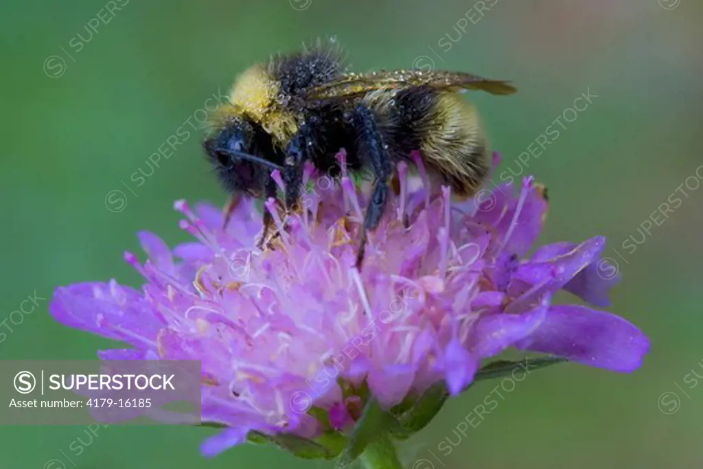 Sleeping Bumblebee (Bombus species), Biebrza National Park, Poland
